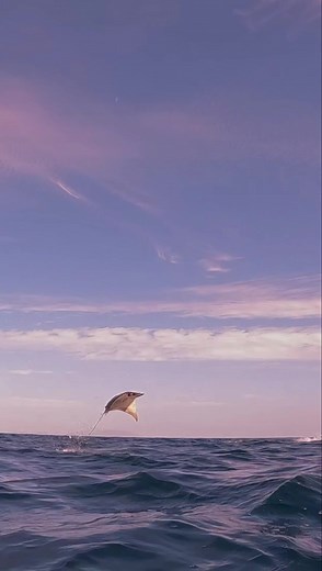 64K views · 10K reactions | What an amazing adventure watching these Mobula Rays jump and swim. #trendingreels #facebookreels #mobula #diving | Dustin Burkhouse photography | Facebook