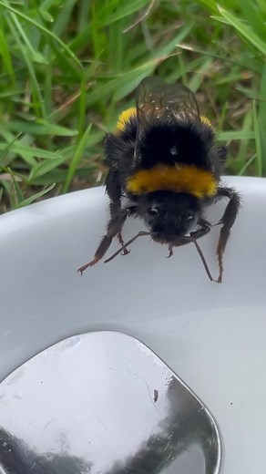 Helping a Tired Bee in the Garden