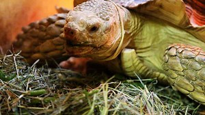 What's a Sulcata Tortoise?