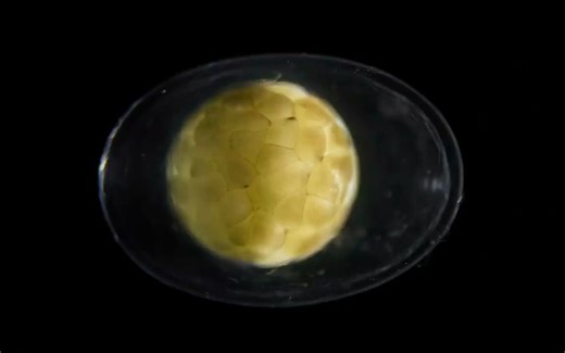 See a Salamander Grow From a Single Cell in this Incredible Time-lapse _ Short F