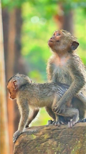After heavy rain baby monkey Naina lost mom so cold hungry milk #baby #monkey#viral #reel #wildlife