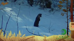 6.3K views · 102 reactions | Sable, also known as the snow elf, is much loved for its cuteness and ingenuity. But there’s another side to these animals as revealed by the secret eyes of Heilongjiang Youhao National Nature Reserve in northeast China. | CGTN Documentary | Facebook