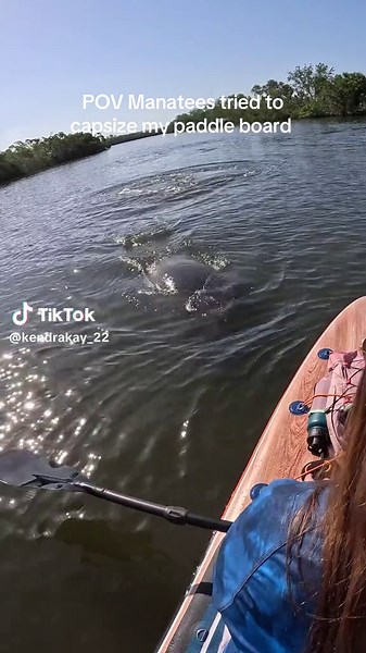 Manatees Capsized My Paddle Board Adventure