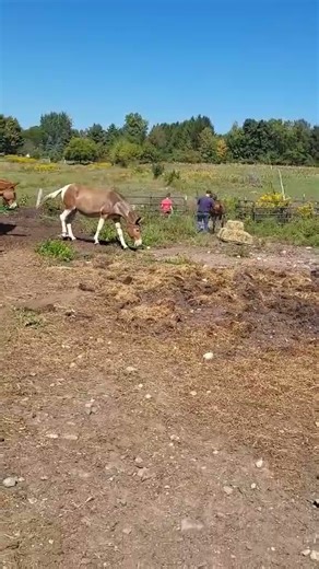 2 year old mule Gus feeds hay for first time on a stoneboat. #viral #horse #farming #workout #mules