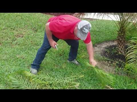 Trimming Palms After a Freeze