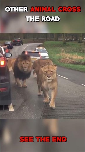 Animal Crossing the road vs tiger.