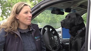 Meet the first ever AHS EMS PAWS Team! Erica and Delray will be supporting Your EMS by visiting paramedics who have experienced traumatic calls. | Alberta Health Services EMS