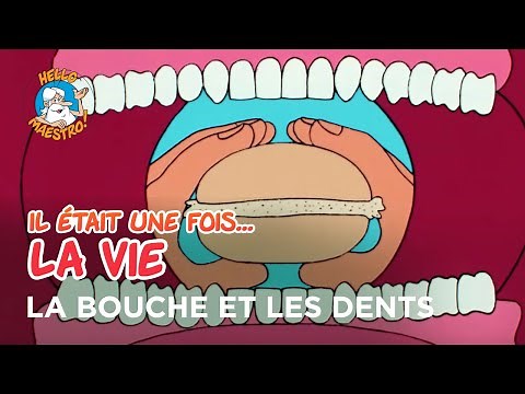 Once upon a time… Life 🌱- The mouth and the teeth 🦷