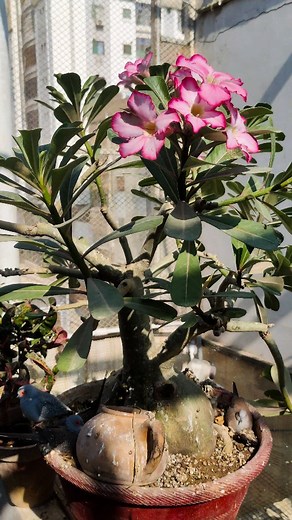 Adenium is blooming beautifully, and in the same pot, the Diamond Dove has built its nest. The eggs are about to hatch soon. This is the true beauty of a natural aviary garden — Plants and birds growing together in peace. ❤️ Adenium کے پھول کھلے ہوئے ہیں، اور اسی پوٹ میں Diamond Dove نے اپنا گھونسلا بنایا ہے۔ انڈوں سے بچے نکلنے والے ہیں۔ یہ ہے نیچرل ایویاری گارڈن کی اصل خوبصورتی — پودے اور پرندے ساتھ ساتھ پروان چڑھ رہے ہیں۔ ❤️ #AviaryGarden #DiamondDove #Adenium #NaturalSetup #BirdNest #Breeding