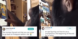 This monkey browsing Instagram is blowing everyone's minds