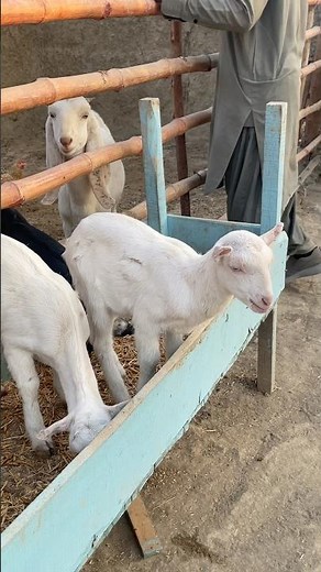 SMALLEST BABY GOATS! 🥺 Tiny Little Munchers Demanding Food!
