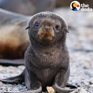 Bet you can't find animals cuter than these 💗 | The Dodo