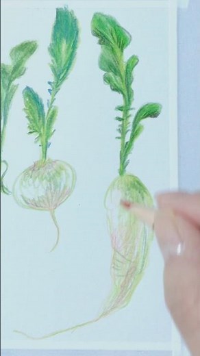 「赤ずきんと春の七草」#art #drawing #メイキング #春の七草 #色鉛筆画 #色鉛筆 #赤ずきん #オオカミ #ルネショウ #Runeshow