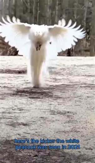 White Peacock: The Rare Beauty of Nature Explained