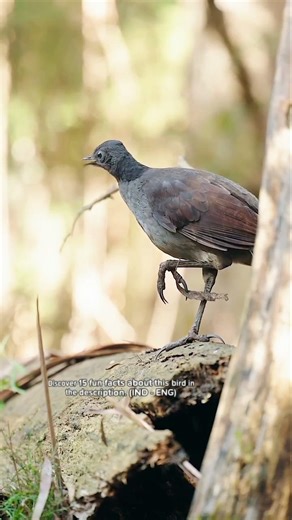Forest orchestra – Lyrebird singing in the wild