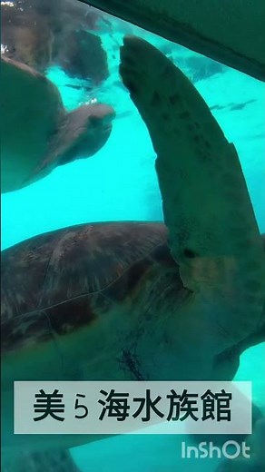 美ら海水族館はバスツアーで巡るのがおすすめ！他のスポットにも連れて行ってくれるし！#沖縄#ウミガメ#イルカショー