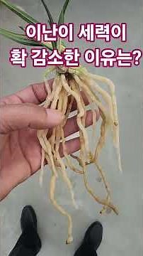 Orchids are science ^^