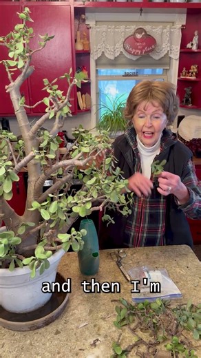 Jade Plant Pruning for Maximum Growth #gardenplant #propagation