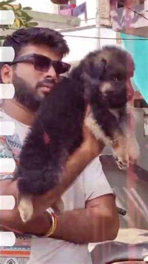 German Shephard Puppies in Wardha Maharashtra and all Maharashtra delivery 📞91304 85340