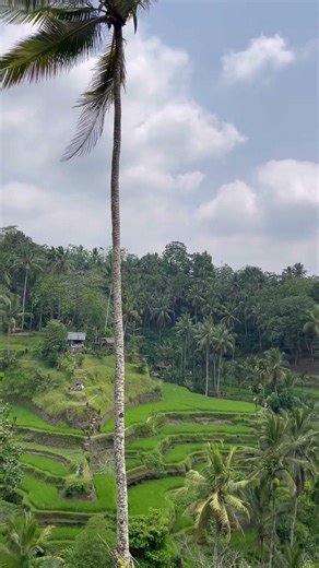 Tegallalang Swing + Rice Terrace Views (Bali)