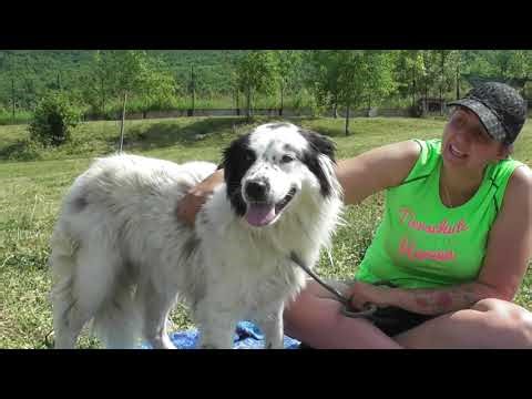 Bolg – bei seinem Anblick liegt Magie in der Luft