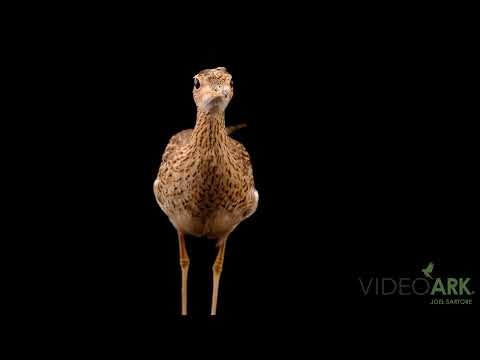 An upland sandpiper (Bartramia longicauda) at Wildcare in Noble, Oklahoma.