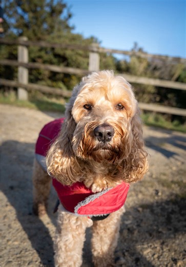 All About Cockapoos: The Adorable Designer Dog