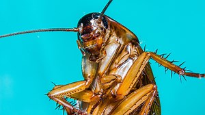 Cockroach found trapped in woman’s vagina after she felt something 'strange'