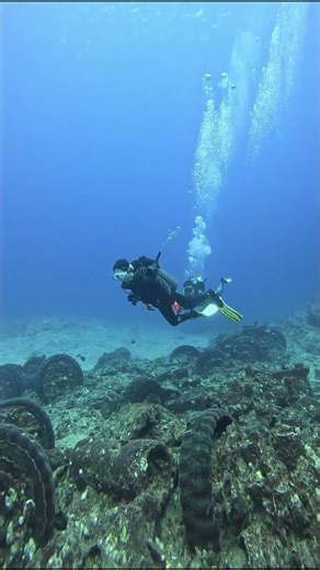Tinian #military wrecks help us study the war at sea #4k #asmr #shorts #aquarium #nature #fun #scuba