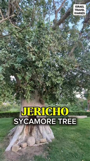 365K views · 14K reactions | Old and biggest sycamore tree in Jericho city center #travel #share #follow #viralreelsシ #Israel | Pastor Aries Paduga - The Travelling Preacher in Israel | Facebook