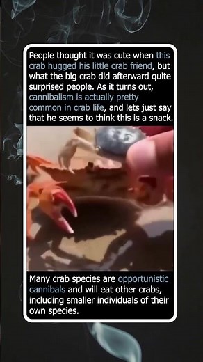 The Harsh Reality Of Opportunistic Crab Cannibalism