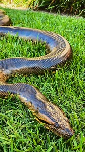 Guyana’s giants: The green anaconda | Visit Guyana