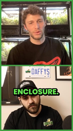 Best enclosure for a chameleon?!