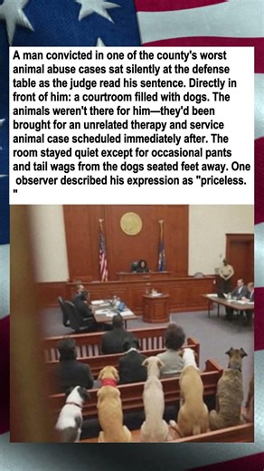 Animal Abuser Sentenced Facing Courtroom of Dogs