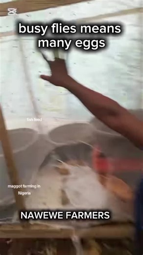 #duet with @NAWEWE FARMERS #nawewefarmers