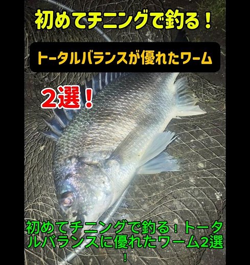 初めてチニングで釣る！トータルバランスが優れたワーム2選！チヌ、キビレ ＃チニング ＃チニングワーム ＃チヌ ＃キビレ ＃クロダイ