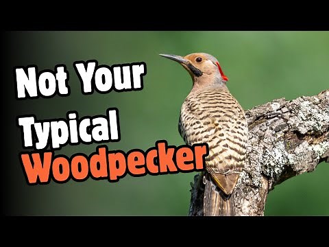 5 Ways Northern Flickers Are Unlike Any Other Woodpecker