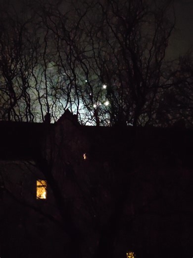 Havanese Dog Needs a Walk