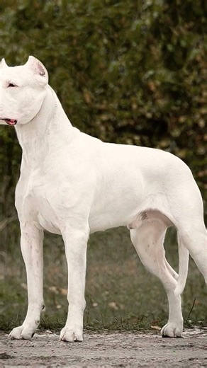 पिटबुल का सामना dogoargentino से हो जाए तो कौन जीतेगा