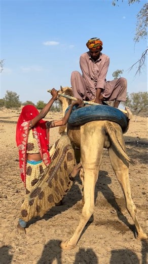 في ظل الشمس الحارقة، استخدمت الفتاة عصا لإزالة الحمولة من الجمل، وهو مشهد مذهل