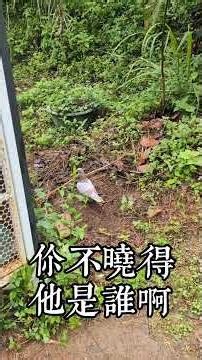 天氣好熱 守護鴿舍 補蛇網有沒有用呢？在山區不但要防野狗 還有不少的野生動植物 #機長 #farming #pigeon #snake #台灣