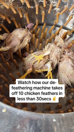 Fast Chicken Feather Removal Machine - 10 Feathers in 30 Seconds!