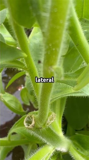 BEAT LEGGY PETUNIAS: Like This #shorts