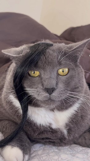 Little Emo Kitten Comedy Video