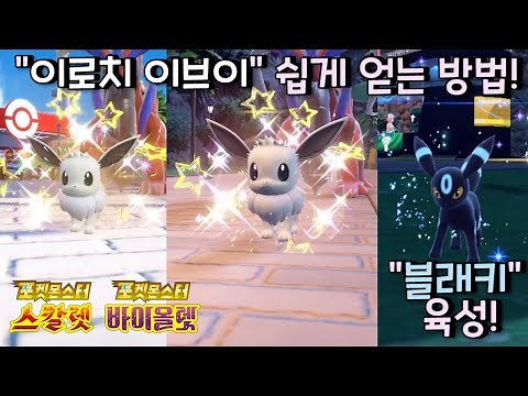 "이로치 이브이" 쉽게 얻는 방법!, 레이드용 블래키 육성까지! [ 포켓몬 스칼렛 바이올렛 / Pokémon scarlet violet ]