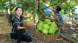 31K views · 1.9K reactions | Pick seedless guava in my homeland | Cooking With Sros | Facebook
