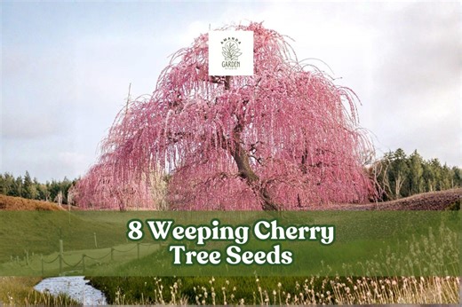 8 Weeping Cherry Tree Seeds for Planting Flowering Bonsai - Etsy