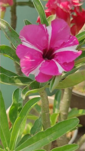 my adenium flowers