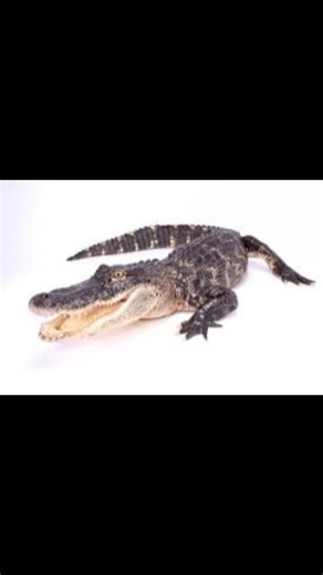 ALLIGATOR #3danimation #funny #memes #blender3d #blenderanimation #alligator