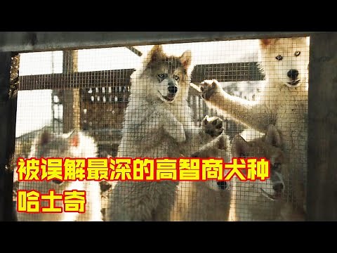 男主人贪便宜，繁育了一窝杂毛哈士奇，没想到竟为自己带来无穷财富